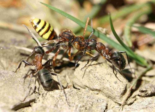 Nomada flava